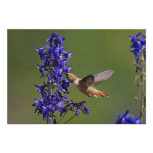 Impression Photo Colibri roux