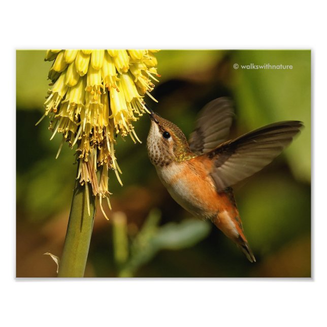 Impression Photo Colibri roux Sirotant Le Nectar Kniphofia (Devant)