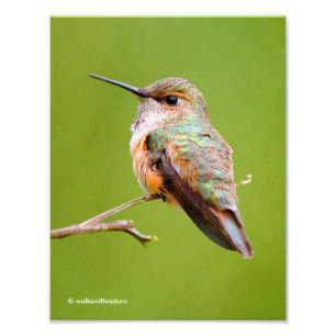 Impression Photo Colibri roux sur California Lilac