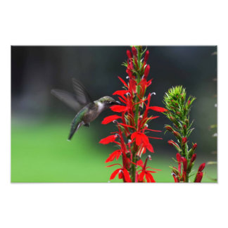 Impression Photo Colibri Ruby Throsé