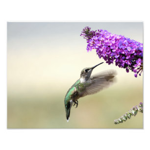 Impression Photo Colibri se nourrit d'un buisson à papillons