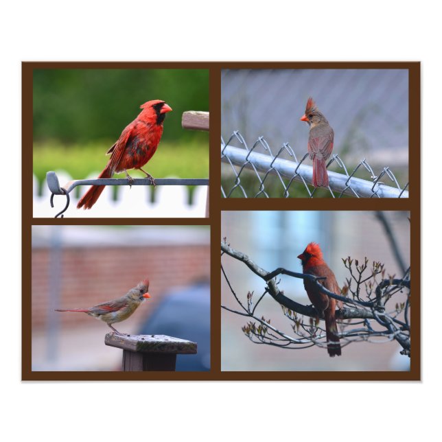 Impression Photo Collage de photos du cardinal (Devant)