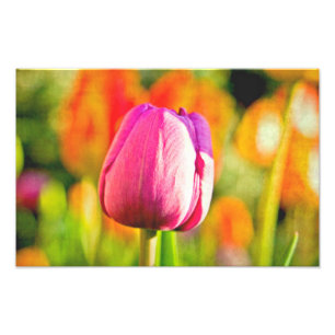 Impression Photo Collage de tulipe