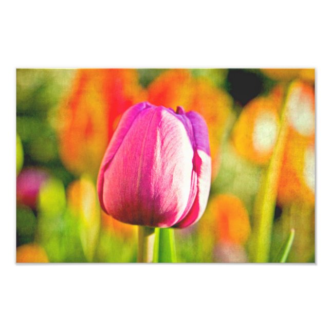 Impression Photo Collage de tulipe (Devant)