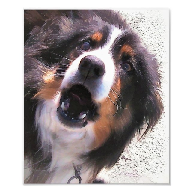 IMPRESSION PHOTO COLLIE FRONTALIÈRE (Devant)