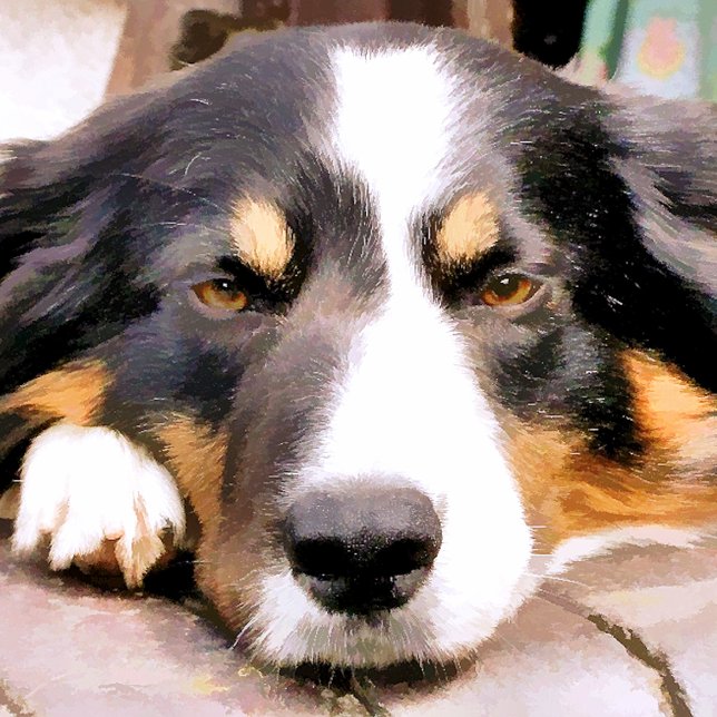 IMPRESSION PHOTO COLLIE FRONTALIÈRE (Créateur téléchargé)