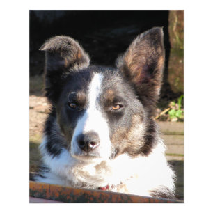 IMPRESSION PHOTO COLLIE FRONTALIÈRE