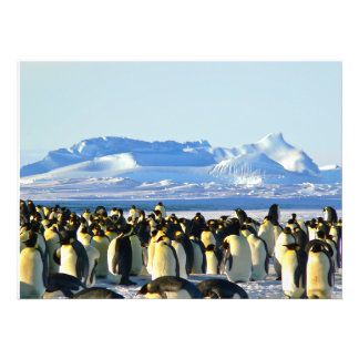 Impression Photo colonie de pingouins sur glace