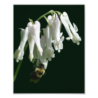 Impression Photo Colonne Blanche Fleur Et Bumble Bee 8x10