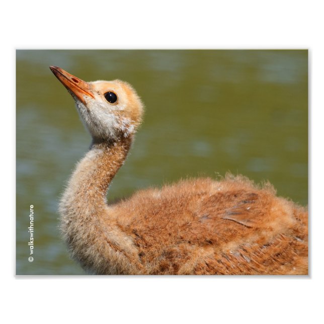 Impression Photo Colt de grues de Sandhill (Devant)