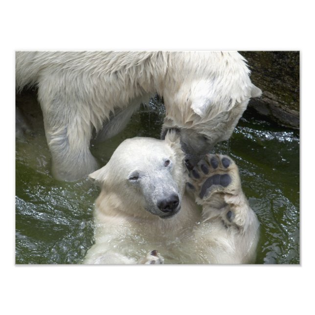 Impression Photo Combattre les ours polaires (Devant)