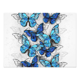 Impression Photo Composition de papillons blancs et bleus