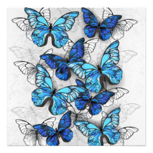 Impression Photo Composition des White and Blue Butterflies