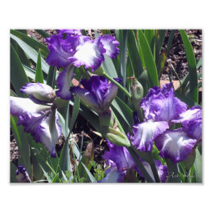 Impression Photo Comte d'Essex Irises