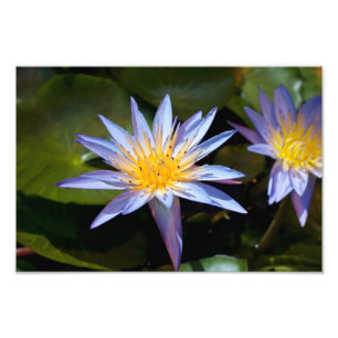 Impression Photo Conception botanique florale de nénuphar tropical