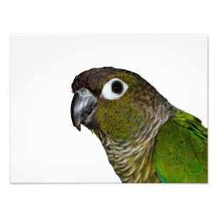 Impression Photo Conure verte à mâcher