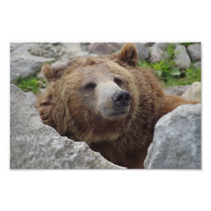 Impression Photo Cook bear