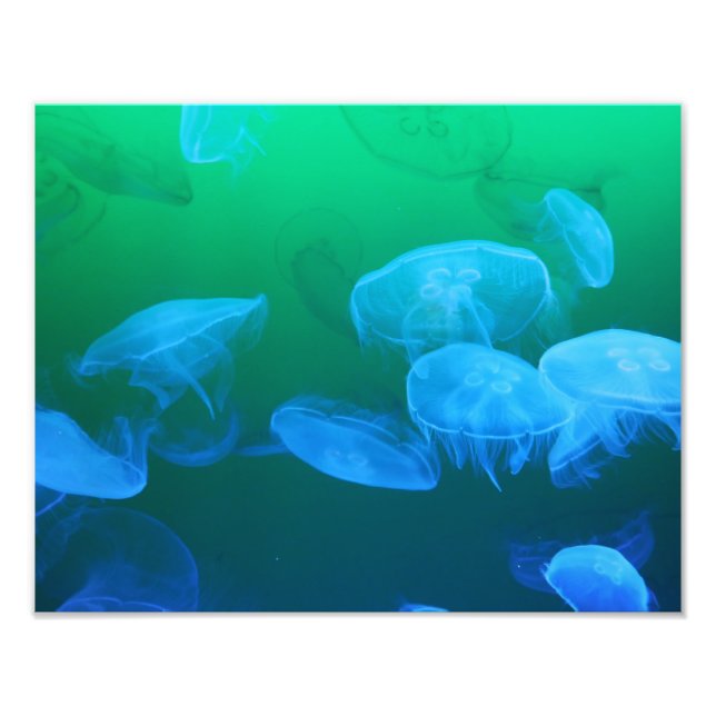 Impression Photo Cool Jellyfish Green Blue Gradient (Devant)