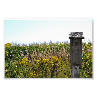 Impression Photo Coop de fleurs