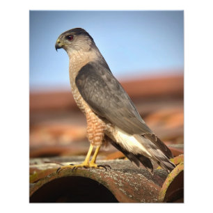 Impression Photo Cooper's Hawk