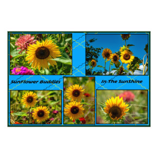 Impression Photo Copains Tournesol Dans La Lumière Du Soleil
