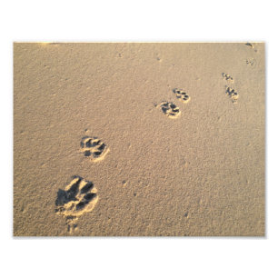 Impression Photo Copie de chien dans le sable