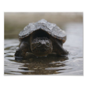 Impression Photo Copie de cordelette d'alligator