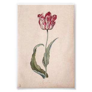 Impression Photo Copie de tulipe de Judith Leyster