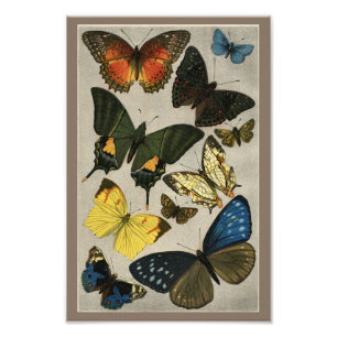 Impression Photo Copie du cru 1904 de papillons