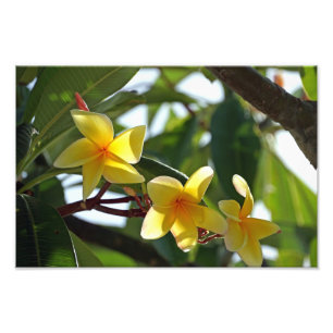 Impression Photo Copie jaune tropicale de fleur