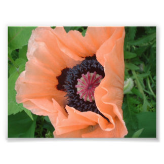 Impression Photo Coquelicot de couleur mandarine 2