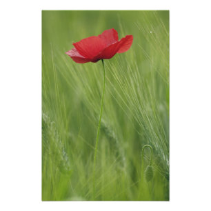 Impression Photo Coquelicot rouge parmi les cultures de blé, Toscan