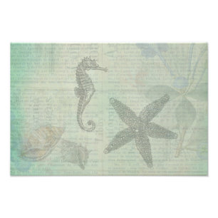 Impression Photo Coques de mer vintages, Starfish et SeaHorse