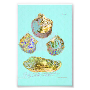 Impression Photo Coquillage sur Robins Bleu oeuf