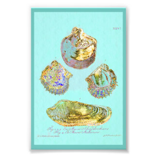 Impression Photo Coquillage sur Robins Bleu oeuf