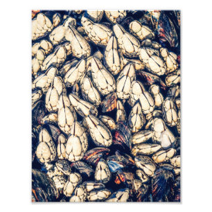 Impression Photo Coquilles de mer : barnacles et moules de goosenec