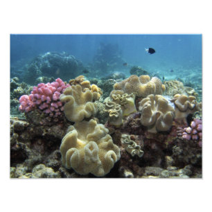 Impression Photo Corail, récif d'Agincourt, Grande barrière de cora