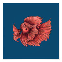 Coral Siamese combat le poisson