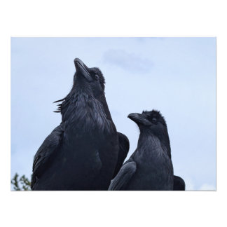 Impression Photo Corbeau