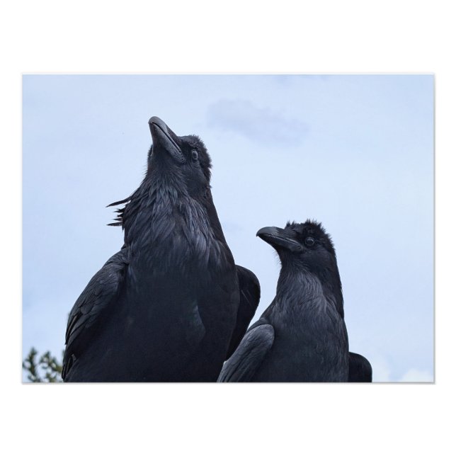 Impression Photo Corbeau (Devant)