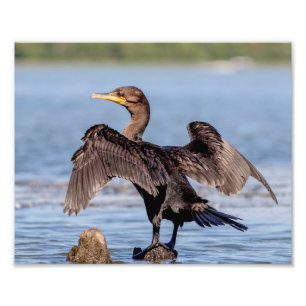 Impression Photo Cormorant à aigrettes sur le lac Champlain