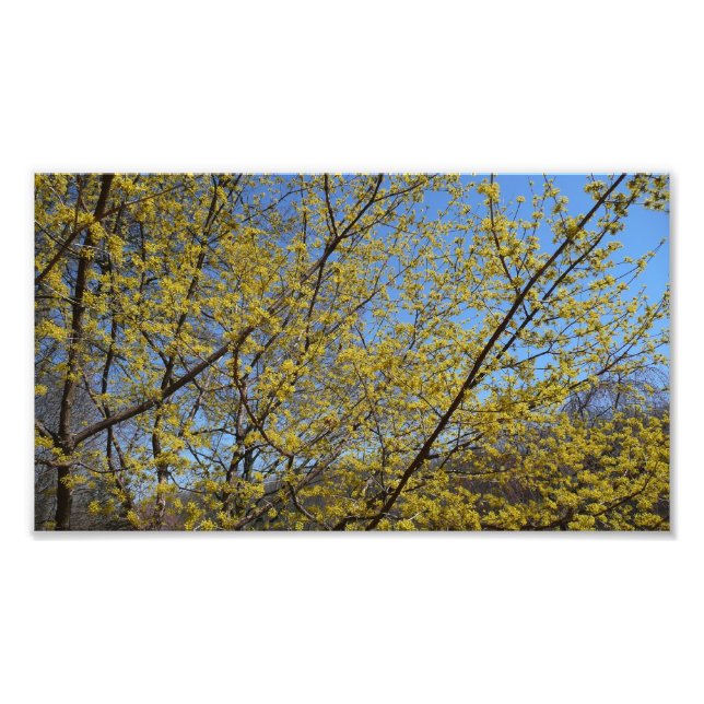 Impression Photo Cornelian Cherry (Devant)