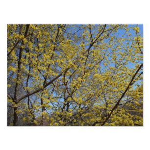 Impression Photo Cornelian Cherry