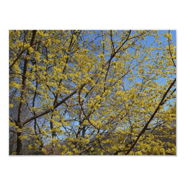 Impression Photo Cornelian Cherry (Devant)