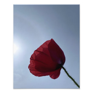 Impression Photo Cornouailles de pavot rouge avec ciel gris