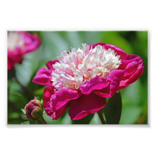 Impression Photo Cottage rose Peony Garden Flower