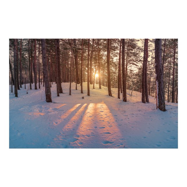 Impression Photo Coucher de soleil dans la pinède d'hiver (Devant)