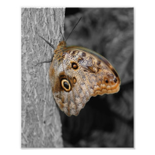 Impression Photo Couleur partielle du papillon d'hibou Brown 8x10