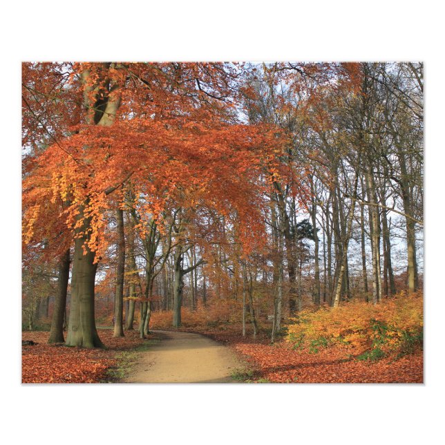 Impression Photo Couleurs d'automne dans le paysage boisé (Devant)