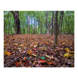 Impression Photo Couleurs d'automne de la forêt
